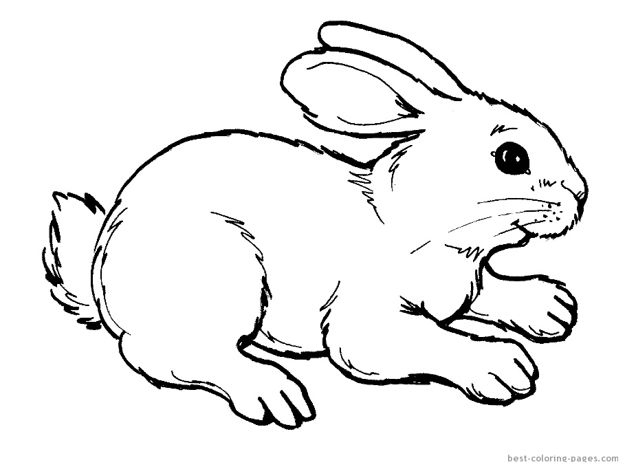 rabbit coloring pages for kindergarten kids - photo #24